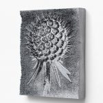 <p><strong>Coating: PS real metal aluminium<br />
</strong>Spiros Hadjidjanos, Scabiosa Columbaria, 3D Alumide Druck, 29.8 x 23.8 x 4.8 cm, 2014<br />
Photo by: Matthias Kolb</p>
