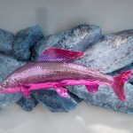 <p><strong>Coating:</strong> <strong>Chrome optics, </strong><strong>colour glazed, sealed with clear coat</strong><br />
Arne Mier, art, Fish project 2019, grayling 39 cm</p>
